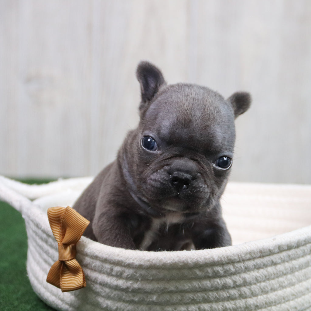 Enrico - Available 6/11