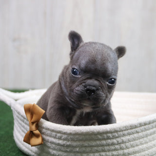 Enrico - Available 6/11