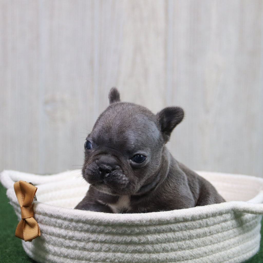 Enrico - Available 6/11