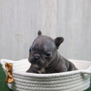 Enrico - Available 6/11