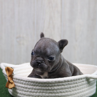 Enrico - Available 6/11