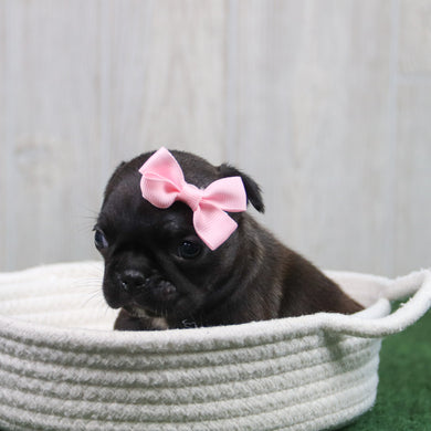 Tinkerbell - Available 6/11