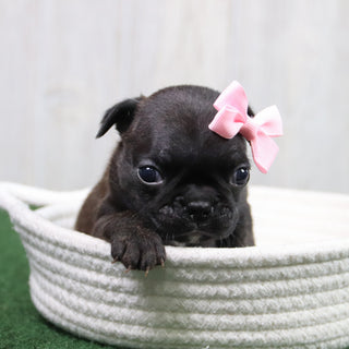 Tinkerbell - Available 6/11