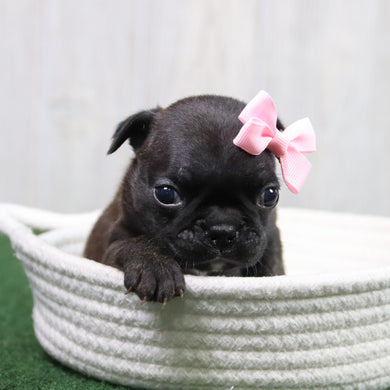 Tinkerbell - Available 6/11
