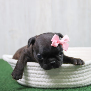 Tinkerbell - Available 6/11