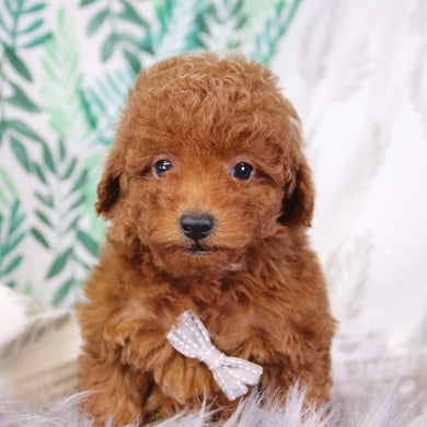 Tic Cup Puppy Mini Puppy Toy Poodle Poodle 