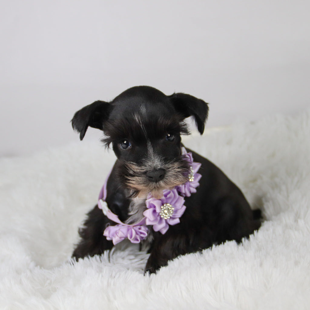 Brooke - Available 11/5
