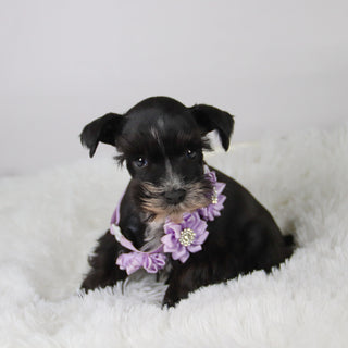 Brooke - Available 11/5