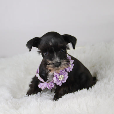 Brooke - Available 11/5