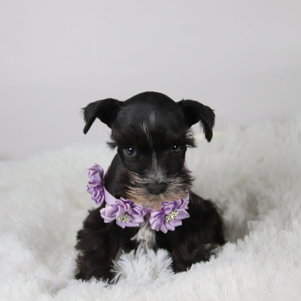 Brooke - Available 11/5