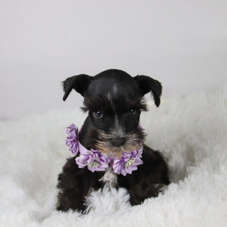 Brooke - Available 11/5