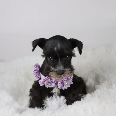 Brooke - Available 11/5