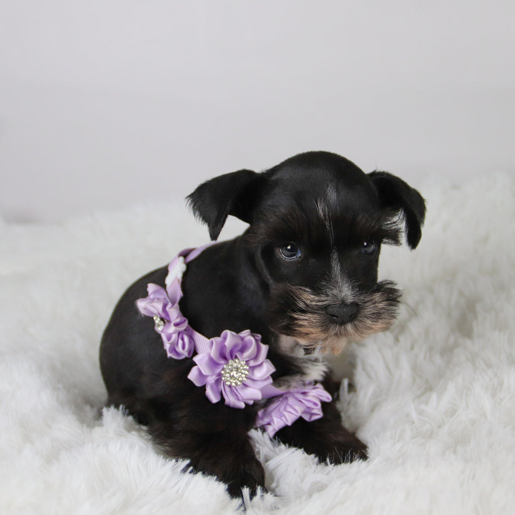 Brooke - Available 11/5