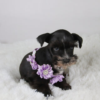 Brooke - Available 11/5