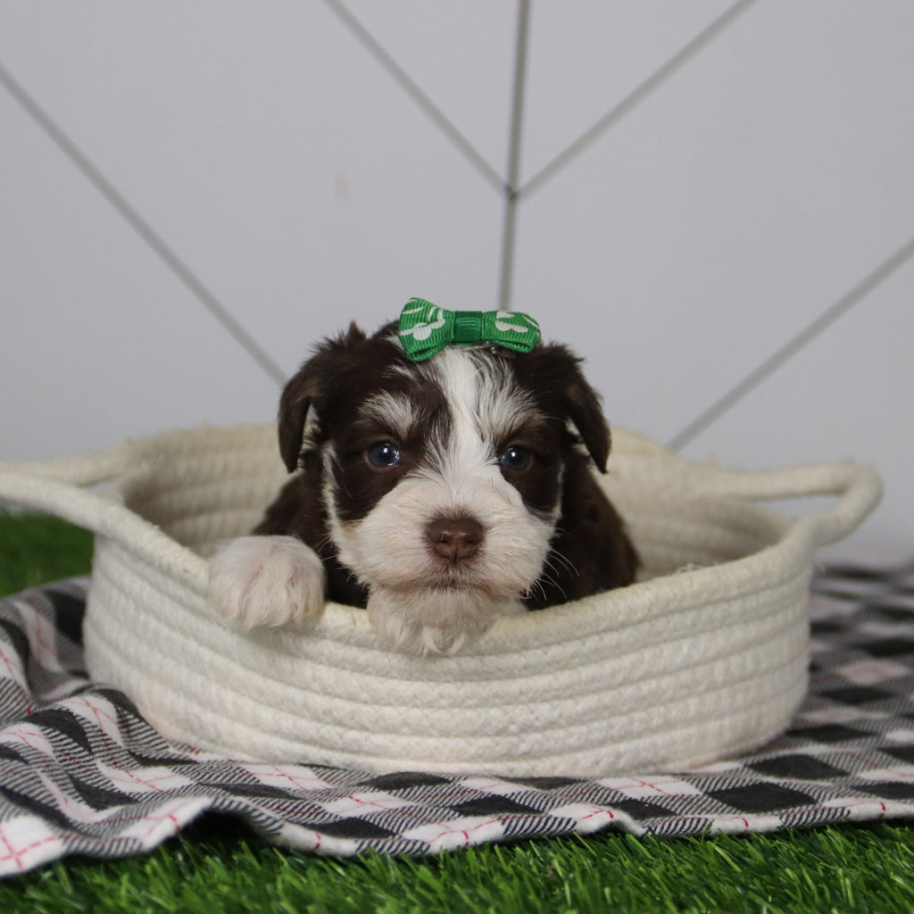 Jingle - Available 12/31