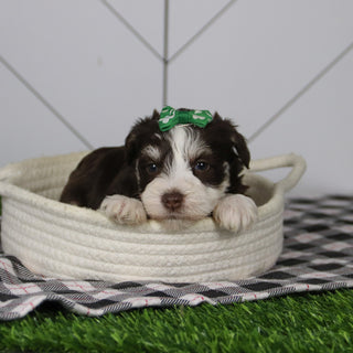 Jingle - Available 12/31