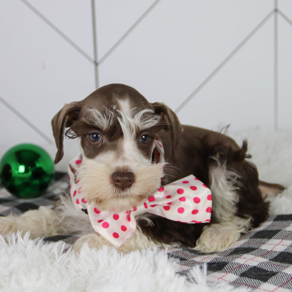 Jingle - Available 12/31