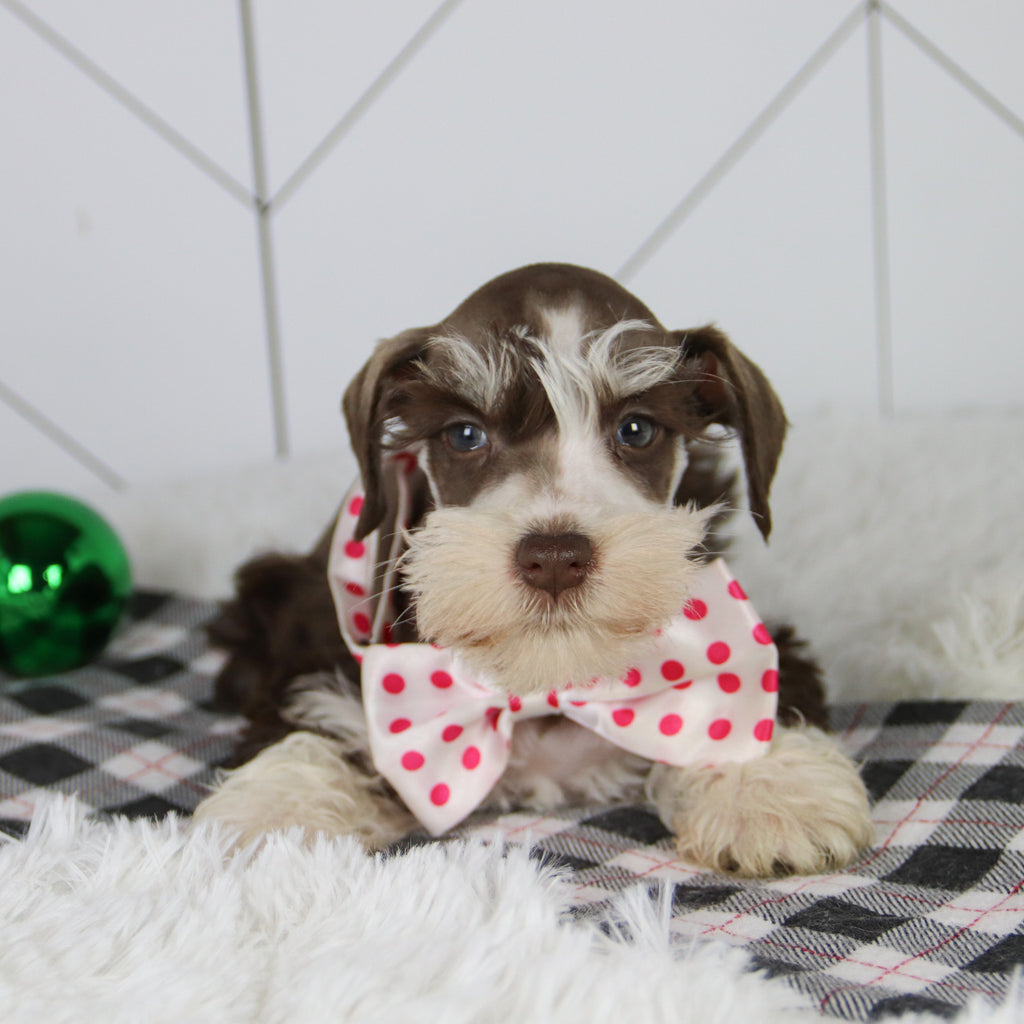 Jingle - Available 12/31