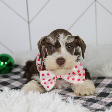 Jingle - Available 12/31