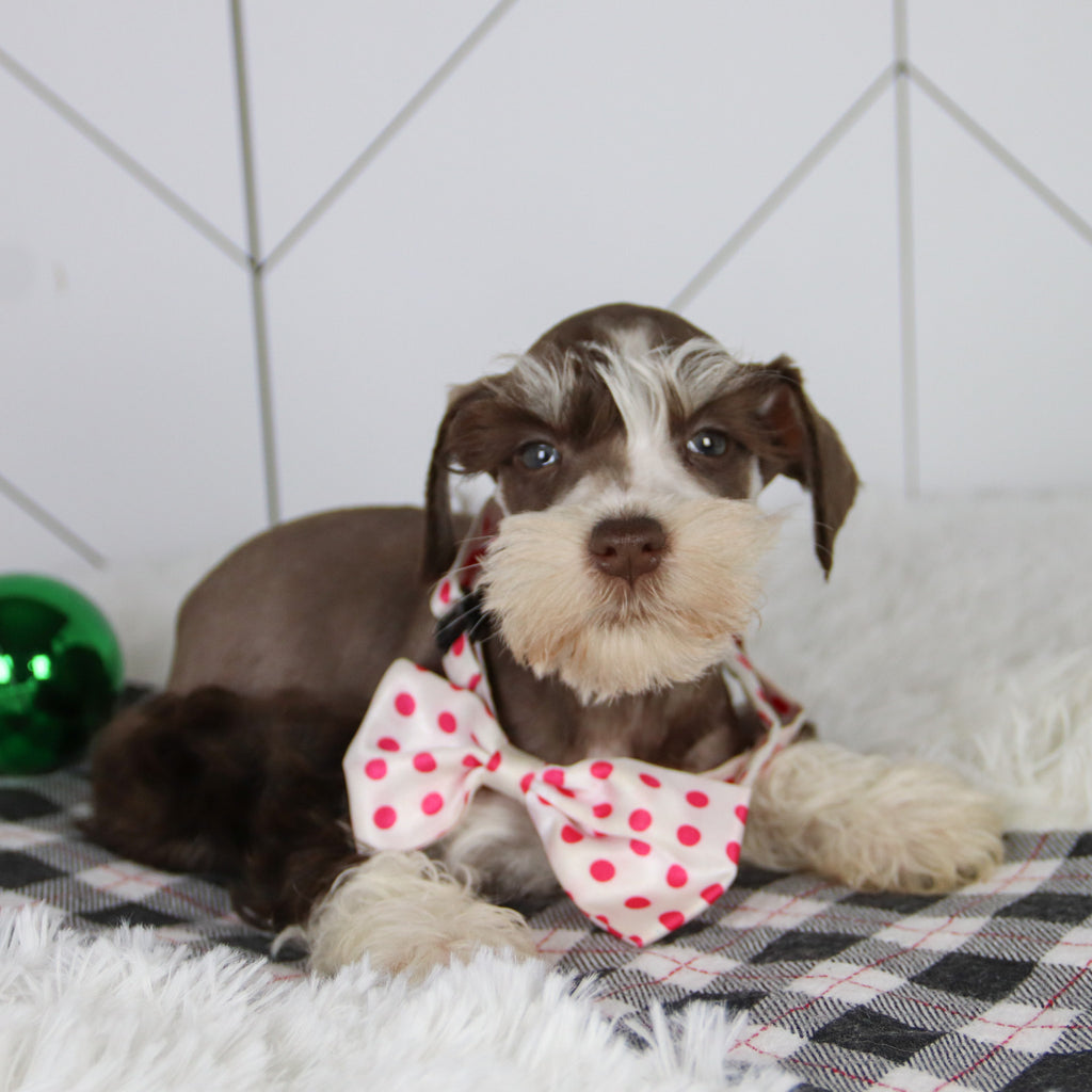 Jingle - Available 12/31