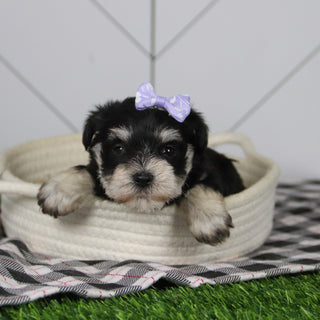 Jessica - Available 12/31