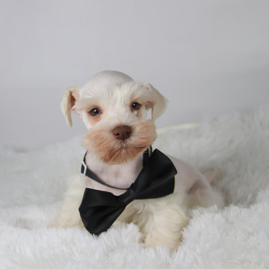 Delaware - Available 11/5