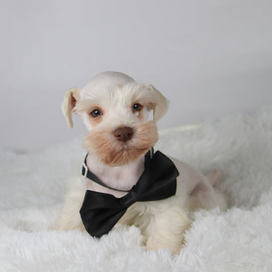 Delaware - Available 11/5