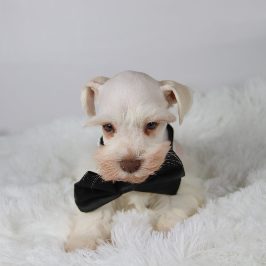 Delaware - Available 11/5