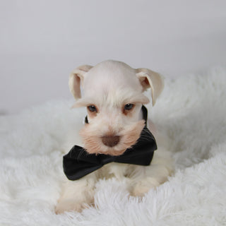 Delaware - Available 11/5