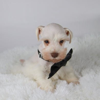 Delaware - Available 11/5