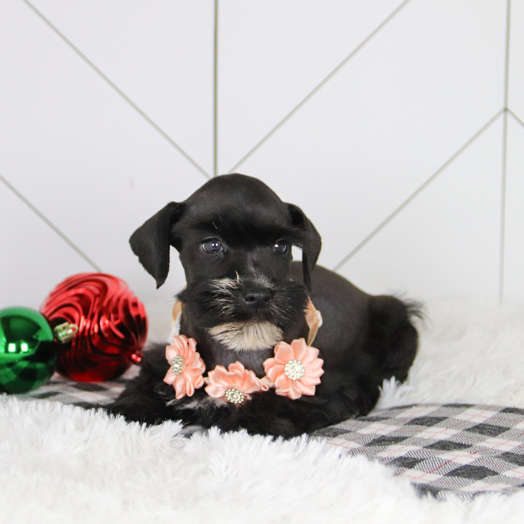 Snowflake - Available 12/31