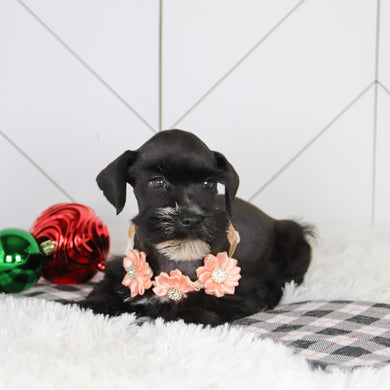 Snowflake - Available 12/31