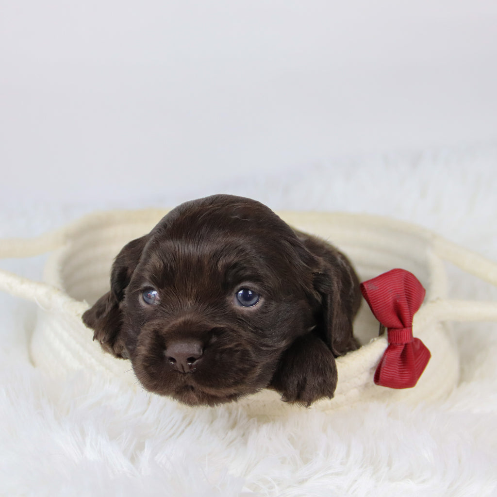 Barker - Available 12/10