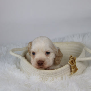 Barlett - Available 12/10