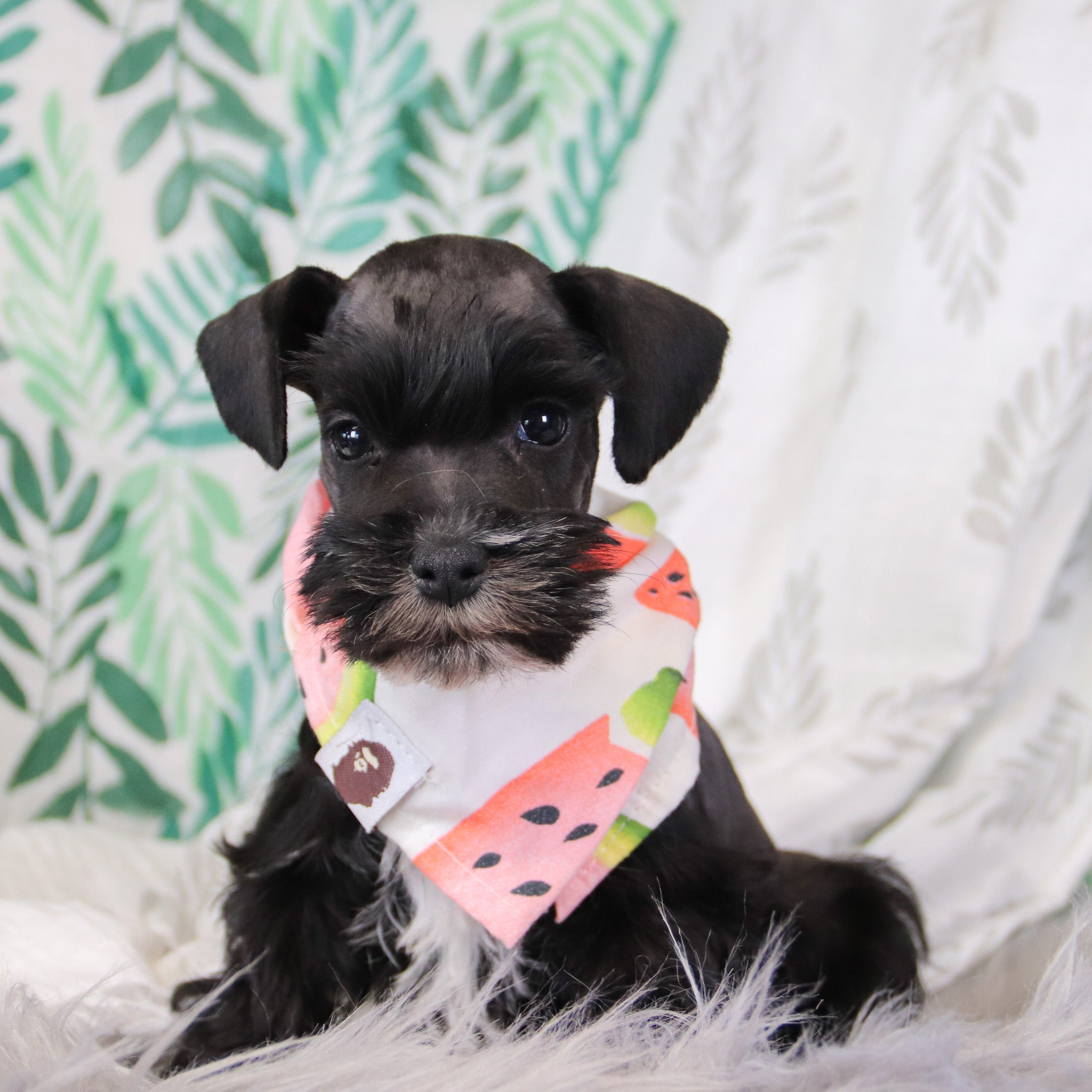 Aubrey All Puppies for sale Happytail Puppies