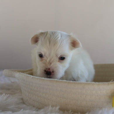 Manny - Available 9/17
