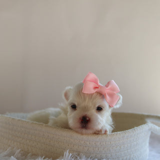 Ivana - Available 9/17