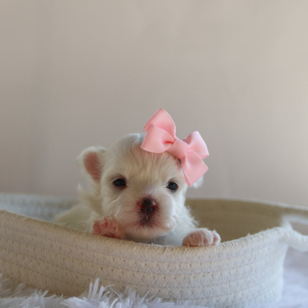 Ivana - Available 9/17