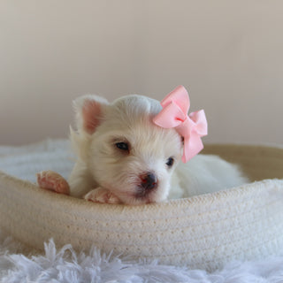 Ivana - Available 9/17