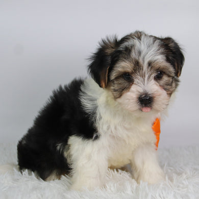 Albert - Available 9/17