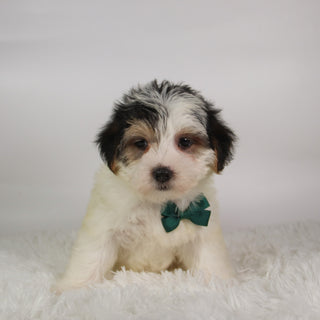 Ronald - Available 9/24