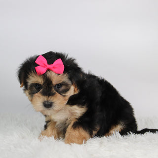 Edina - Available 9/24