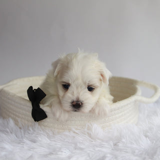 Cheddar - Available 9/24