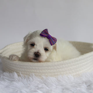 Nika - Available 9/24