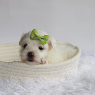 Nessie - Available 9/24