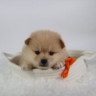 Tot - Available 10/7