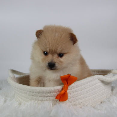 Tot - Available 10/7