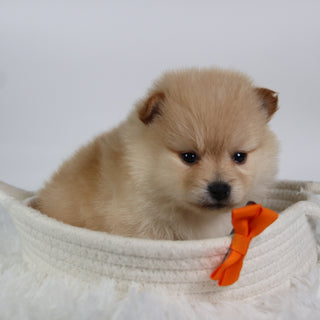 Tot - Available 10/7