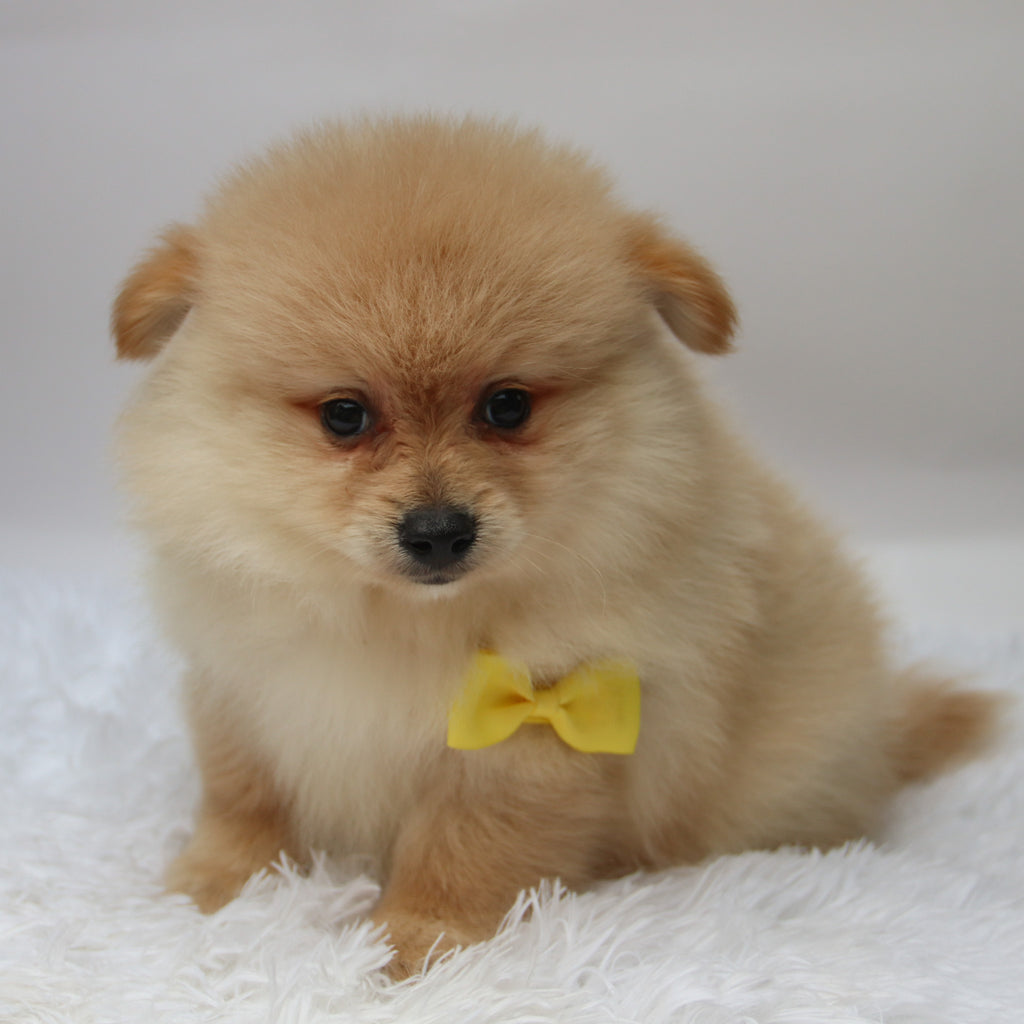 Rocky - Available 10/7
