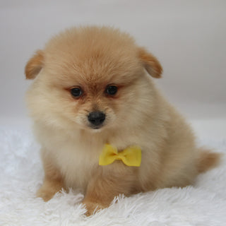 Rocky - Available 10/7